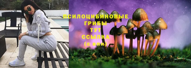 Галлюциногенные грибы Psilocybe  цены наркотик  Богучар 